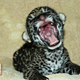 Illustration for article titled Monday Kitten Cuteness - Triple Dose!